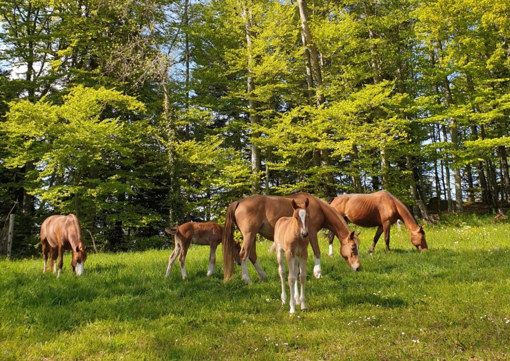 Photo chevaux dans pâturages